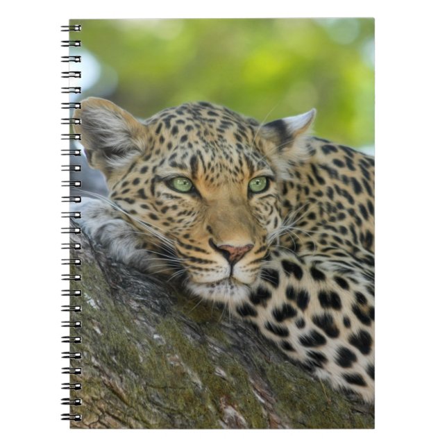Resting Leopard Notebook (Front)