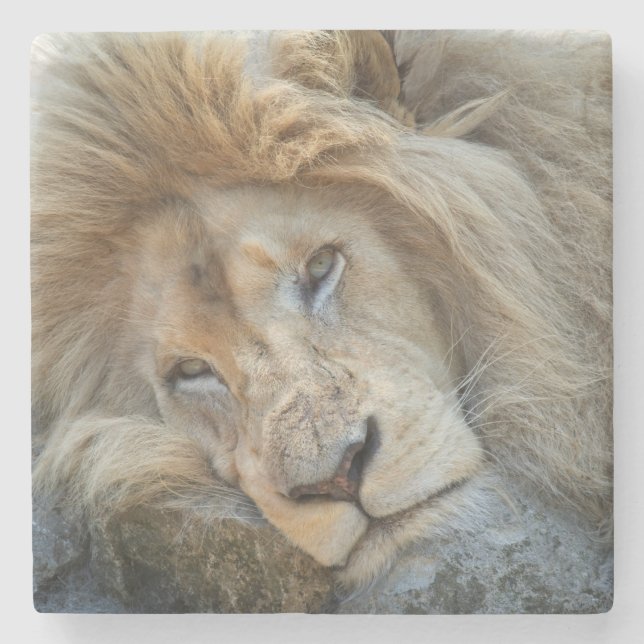 Resting Lion Stone Coaster (Front)