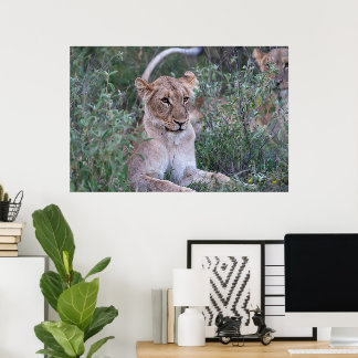 Resting Lioness in African Safari Poster