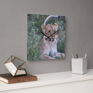 Resting Lioness in African Safari Square Wall Clock