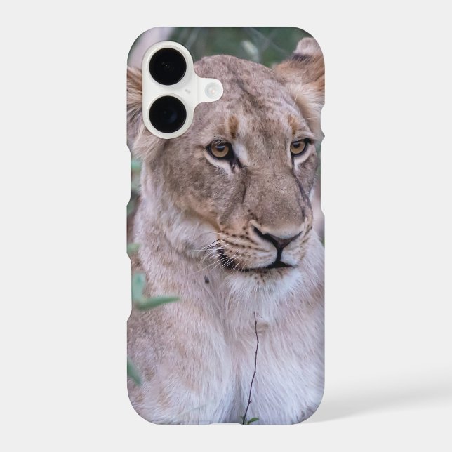 Resting Lioness in African Wilderness (Back)