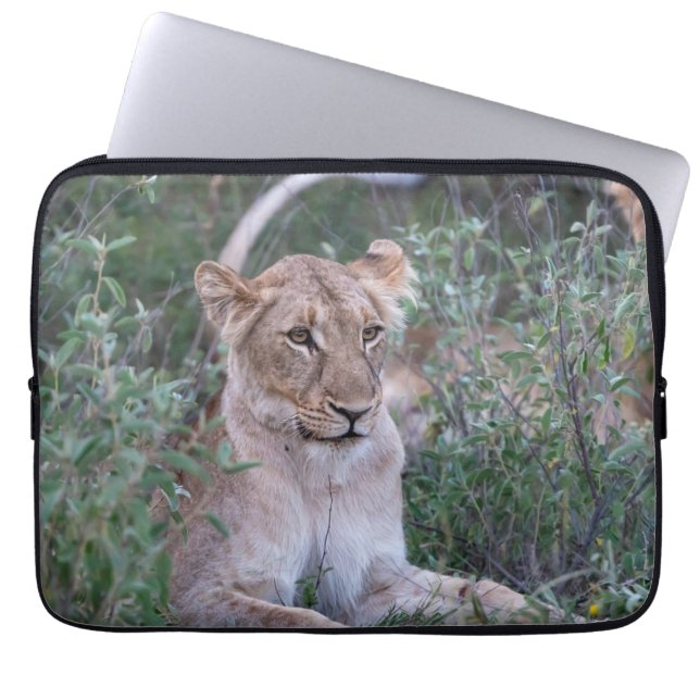 Resting Lioness in African Wildlife Laptop Sleeve (Front)