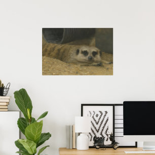 Resting Meerkat – Realistic Wildlife Art Poster