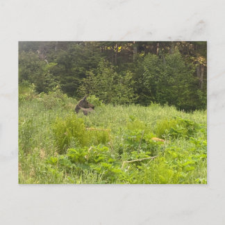 Resting Moose Postcard