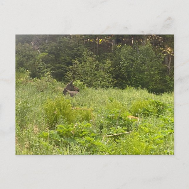 Resting Moose Postcard (Front)