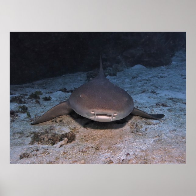 Resting Nurse Shark Poster (Front)