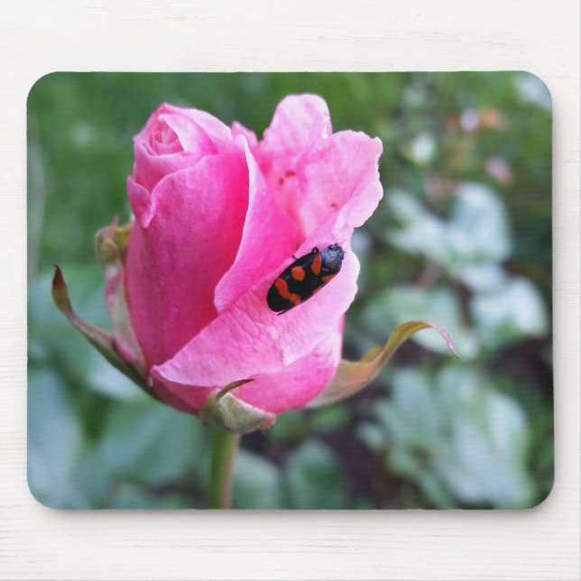 resting on a rose mouse pad (Front)