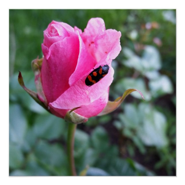 resting on a rose poster (Front)