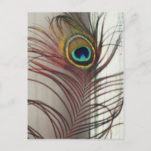 Resting Peacock Feather Postcard