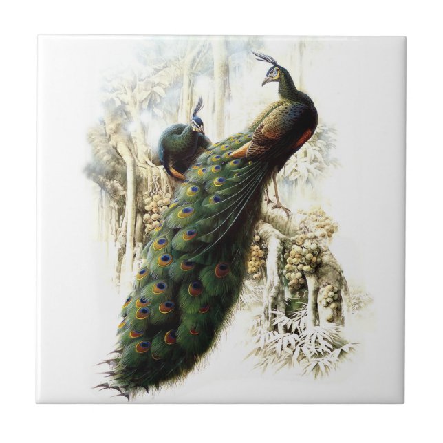 Resting Peacocks Tile (Front)