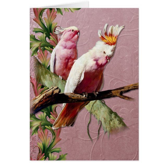 Resting Pink Cockatoos - Customise (Front)