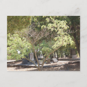 Resting Place Postcard