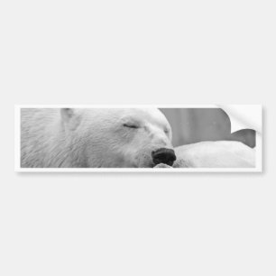Resting Polar Bear Bumper Sticker