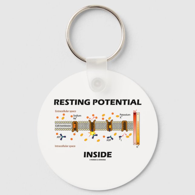 Resting Potential Inside (Sodium-Potassium Pump) Key Ring (Front)