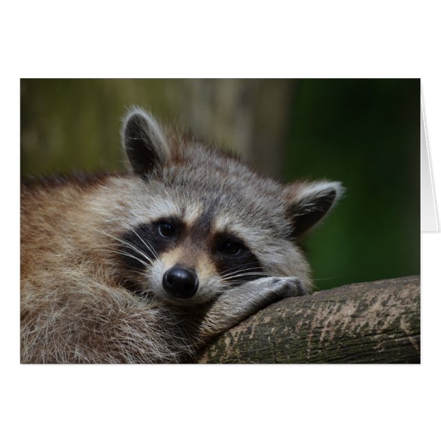 Resting Racoon (Front Horizontal)