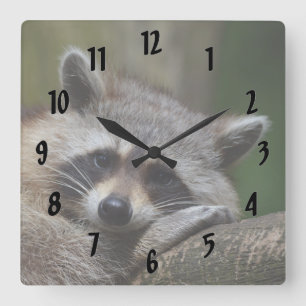 Resting Racoon Square Wall Clock