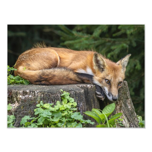 Resting Red Fox   Photo Print (Front)
