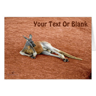 Resting Red Kangaroo Buck