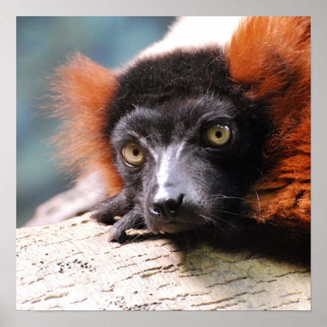 Resting Red Ruffed Lemur Poster (Front)