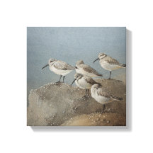 Resting Sanderlings #2 Painting by Ezartesa