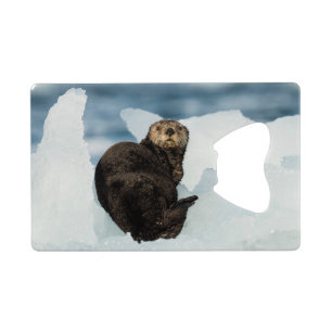 Resting Sea Otter