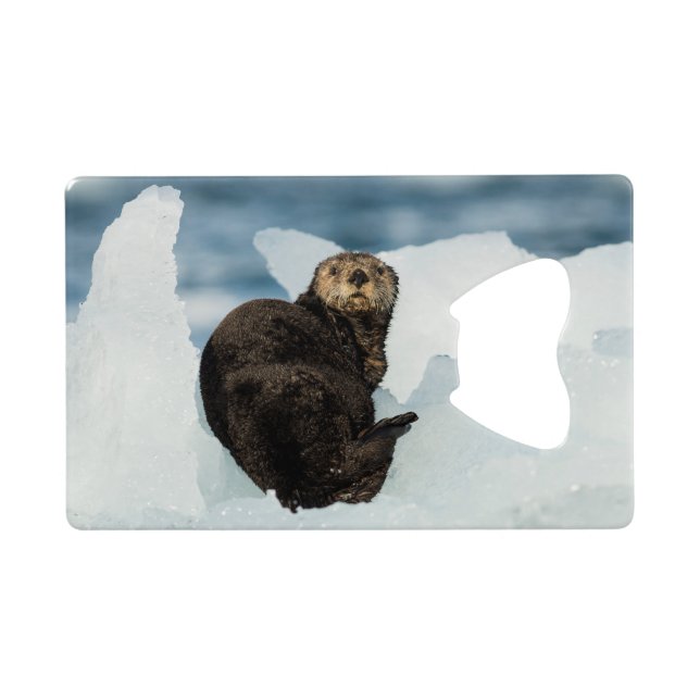 Resting Sea Otter (Back Horizontal)