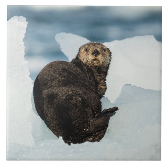 Resting Sea Otter Ceramic Tile (Front)