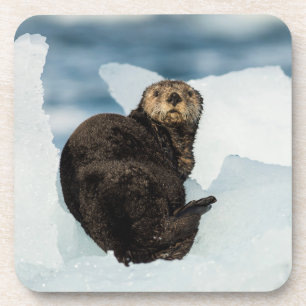 Resting Sea Otter Coaster