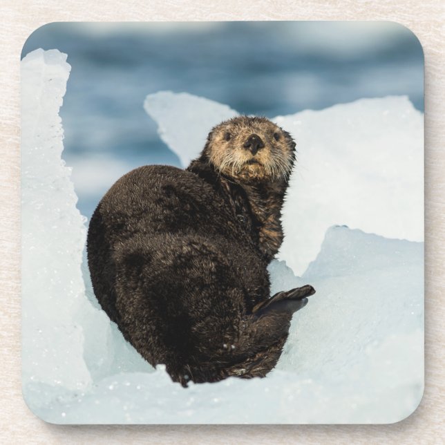 Resting Sea Otter Coaster (Front)