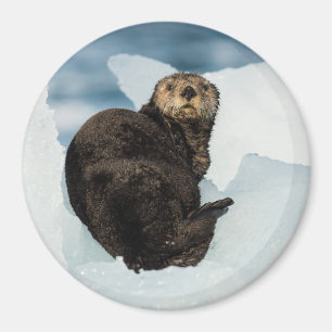Resting Sea Otter Magnet