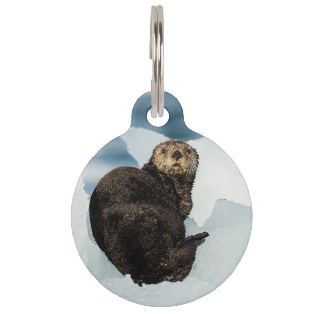 Resting Sea Otter Pet Tag (Front)