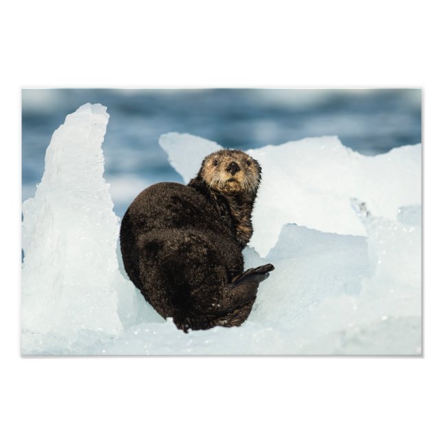 Resting Sea Otter Photo Print (Front)