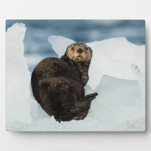 Resting Sea Otter Plaque