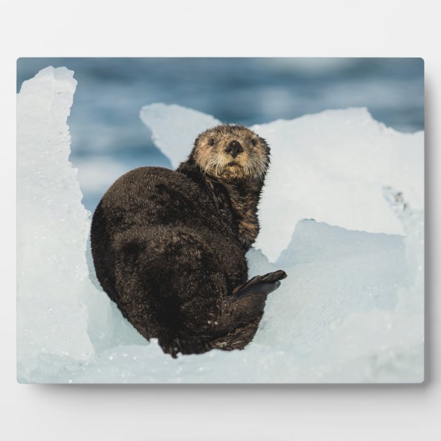 Resting Sea Otter Plaque (Front)