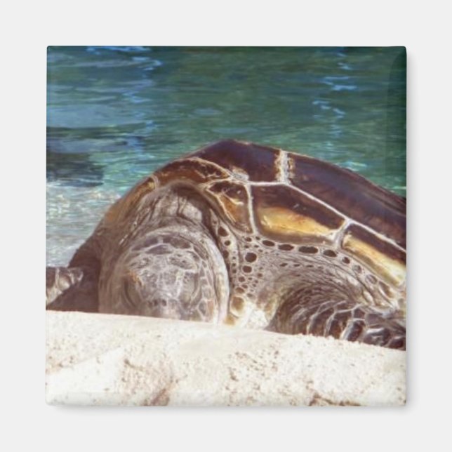 Resting Sea Turtle Magnet (Front)