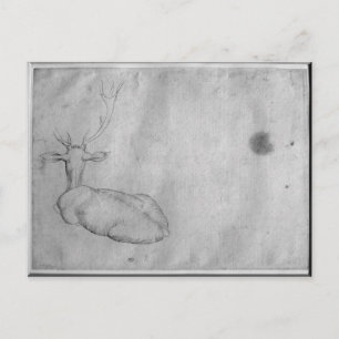 Resting stag postcard