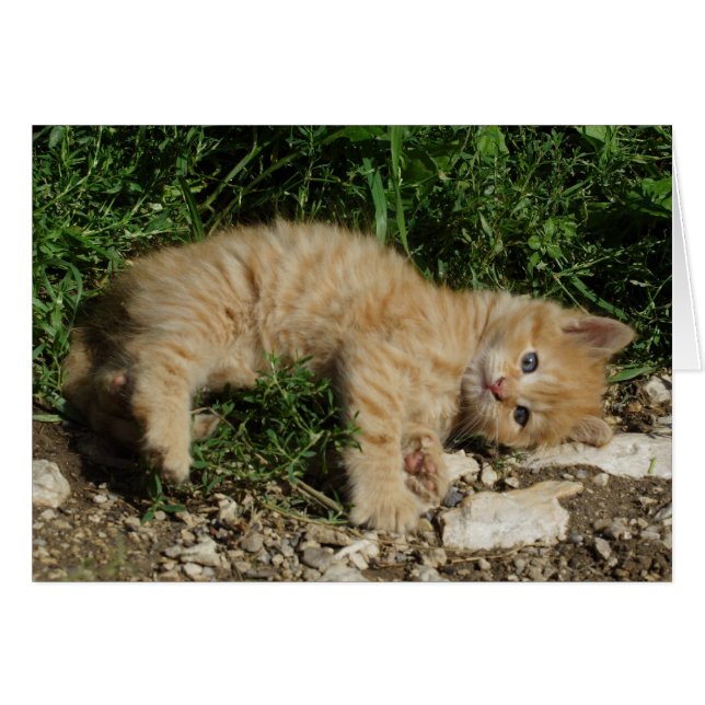 Resting Tabby Baby (Front Horizontal)
