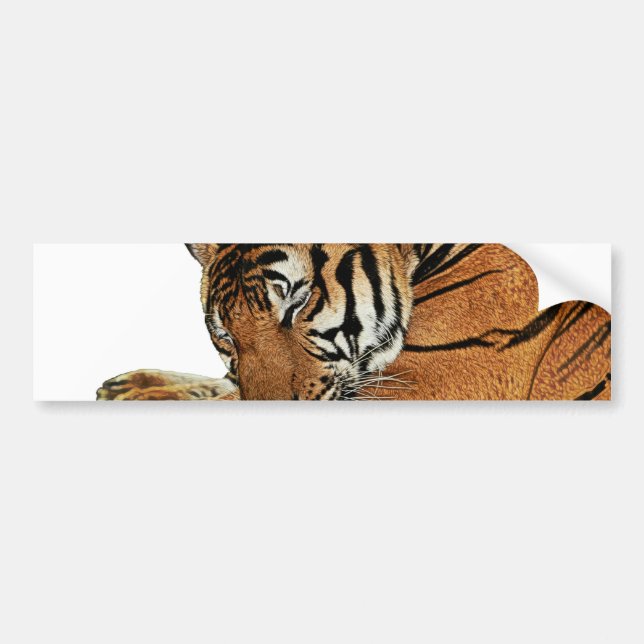 Resting Tiger Bumper Sticker (Front)