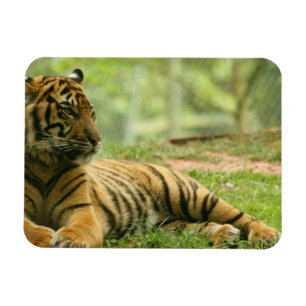 Resting Tiger  Flexible Magnet