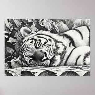 Resting Tiger Portrait Poster