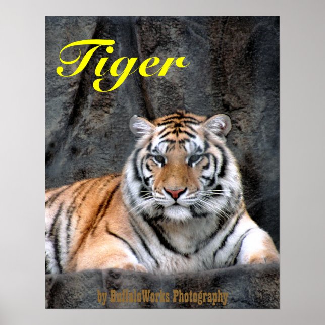Resting Tiger Poster (Front)