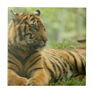 Resting Tiger Tile