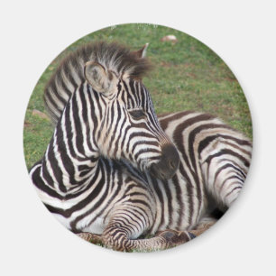 Resting Zebra Magnet