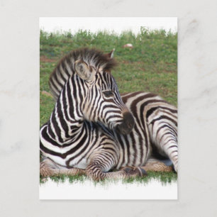 Resting Zebra Postcard