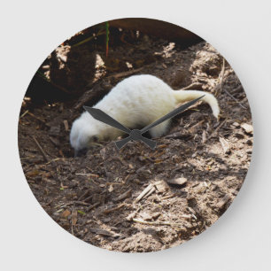 Restless Hunger: White Meerkat Digging for a Meal Large Clock