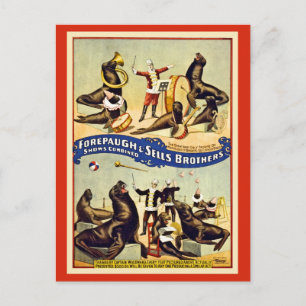 Restored seals sea lions Forepaugh Sells Postcard