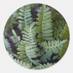 Resurrection Fern - Polypodium polypodioides Classic Round Sticker