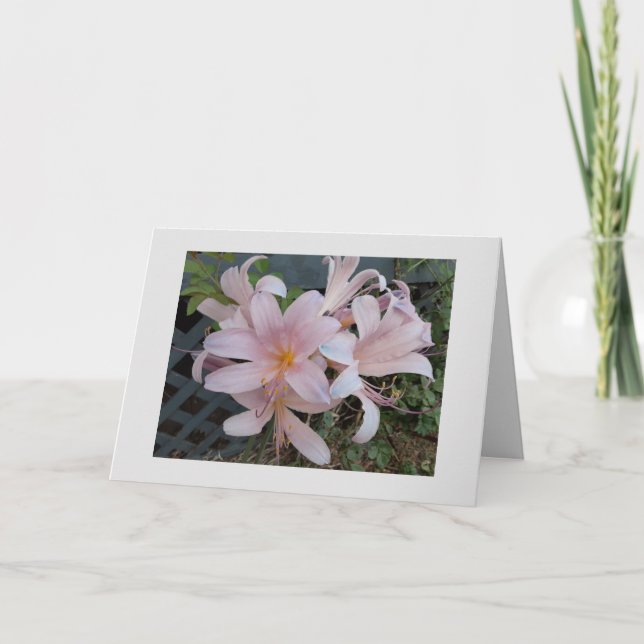 Resurrection lily card (Front)