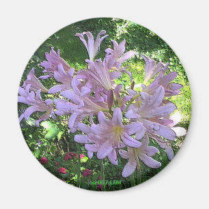 Resurrection Lily Magnet