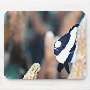 Reticulate dascyllus mouse pad